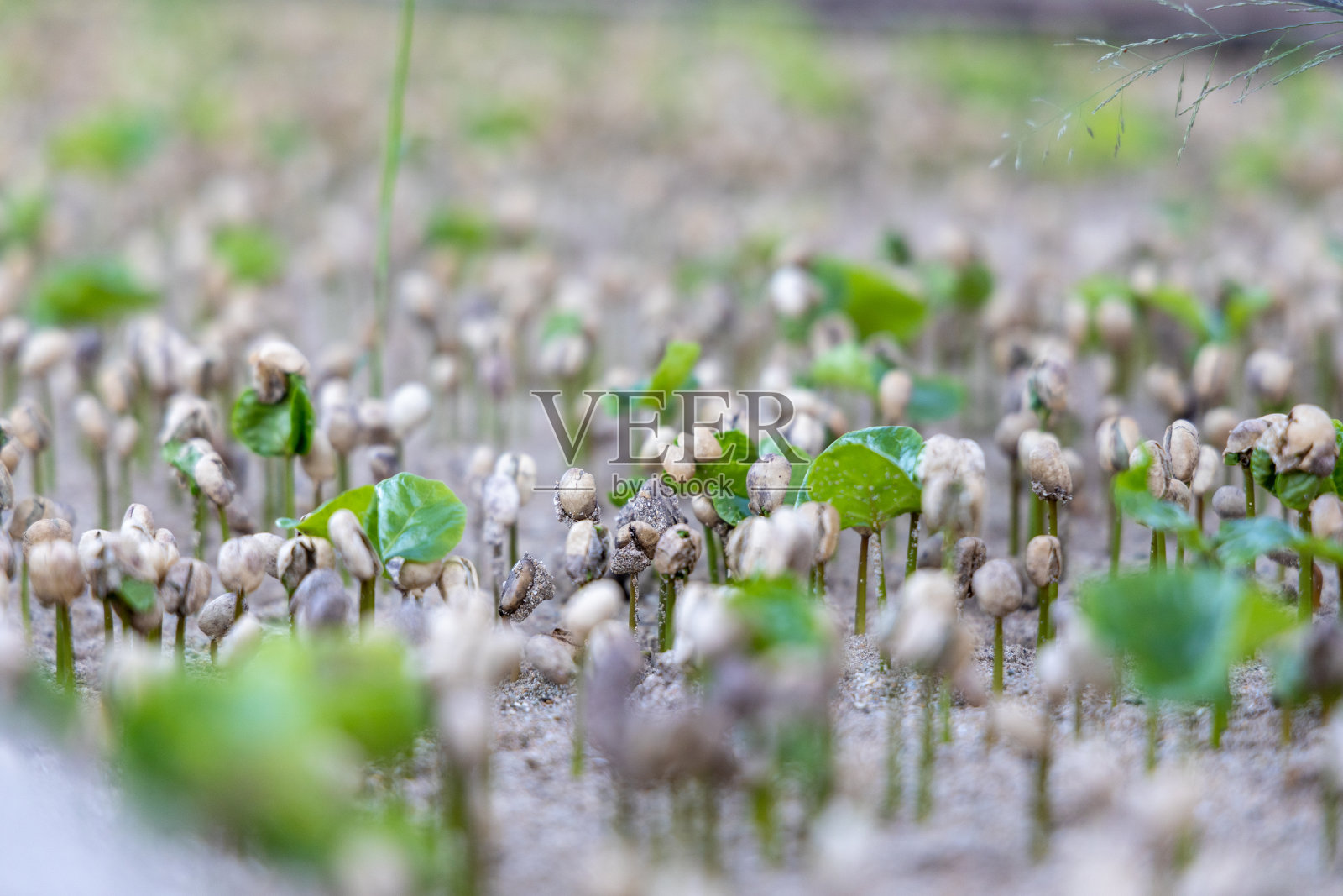 咖啡植物生长的选择性聚焦镜头照片摄影图片