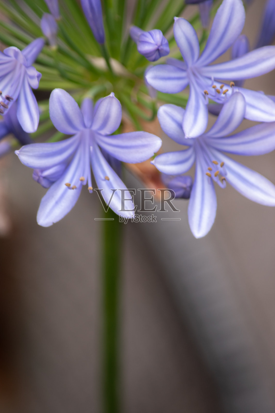 非洲Agapanthus africanus的特写照片照片摄影图片
