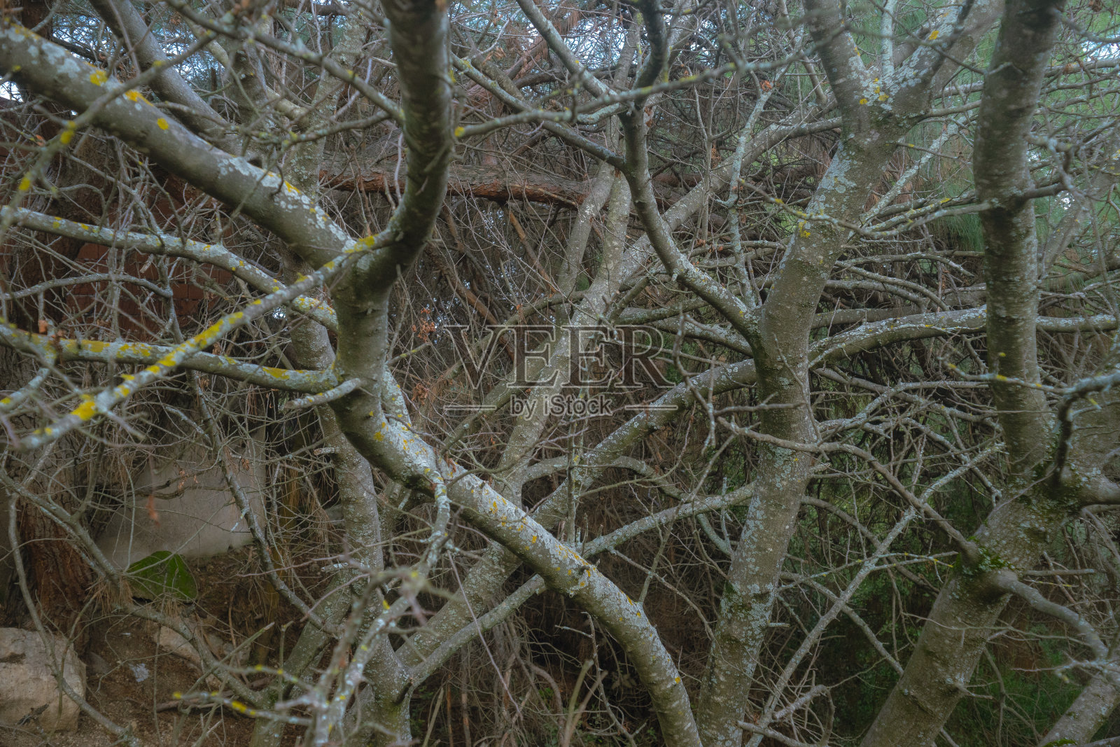 老树干照片摄影图片