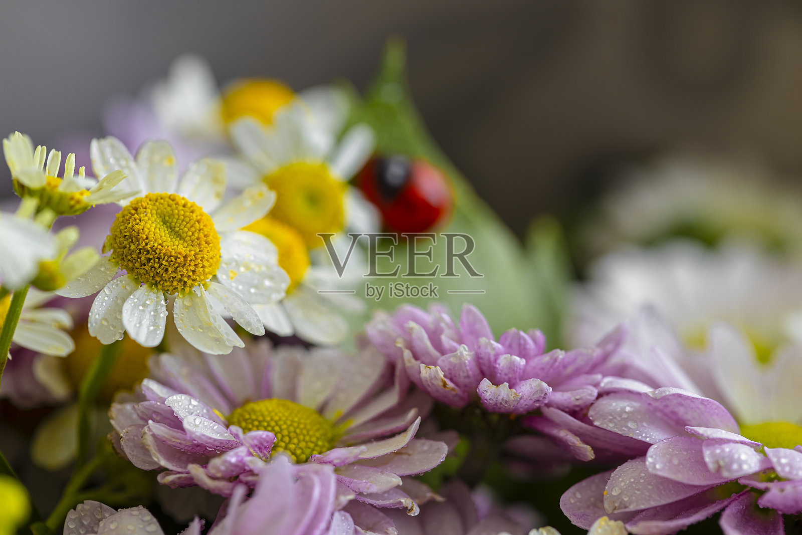 美丽的白色和粉红色雏菊与露珠的特写。宏。花。照片摄影图片