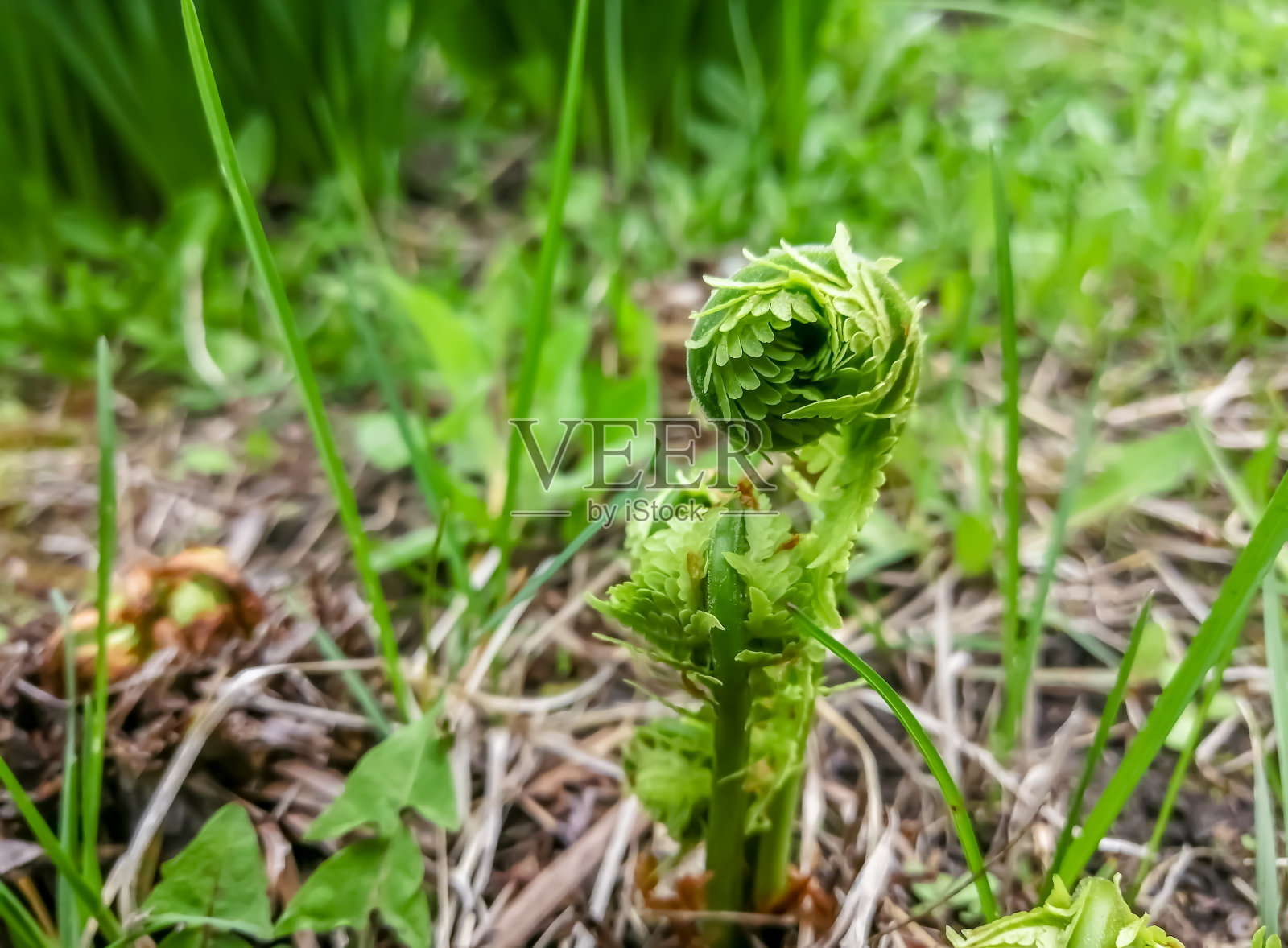 小蕨类卷曲。蕨类植物的嫩叶开始开花了。花园里的蕨类蜗牛开始露出叶子。照片摄影图片