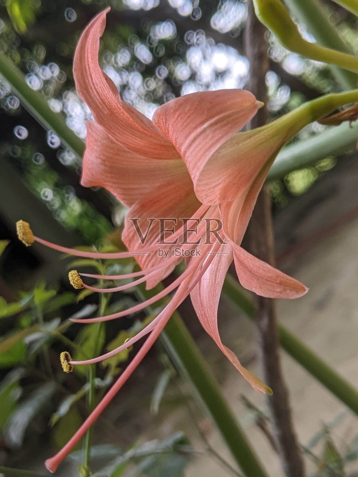 莉莉花照片摄影图片