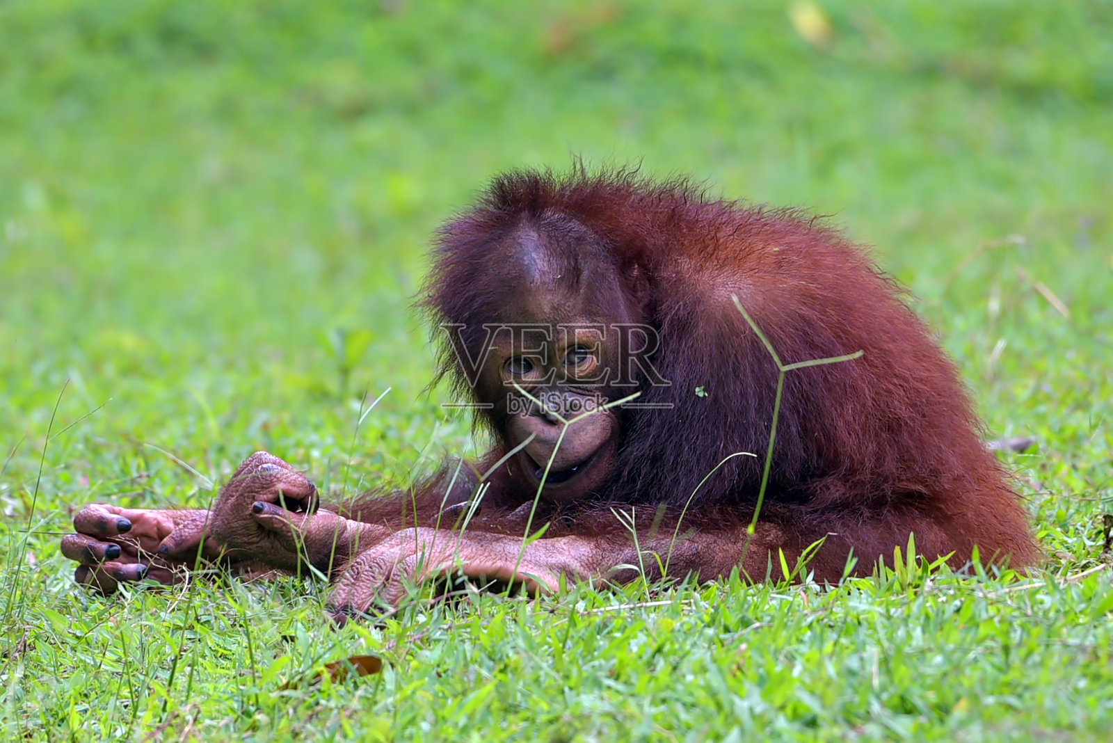 小猩猩的肖像照片摄影图片