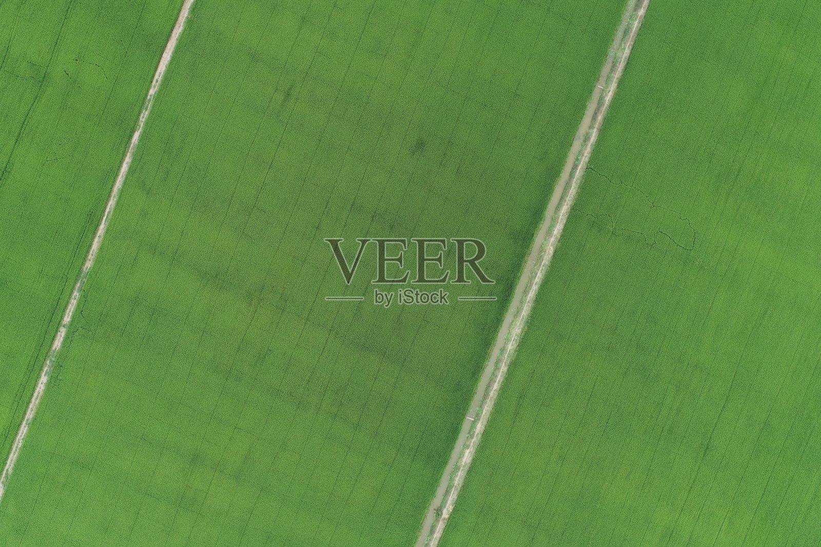 绿色稻田鸟瞰泰国乡村照片摄影图片