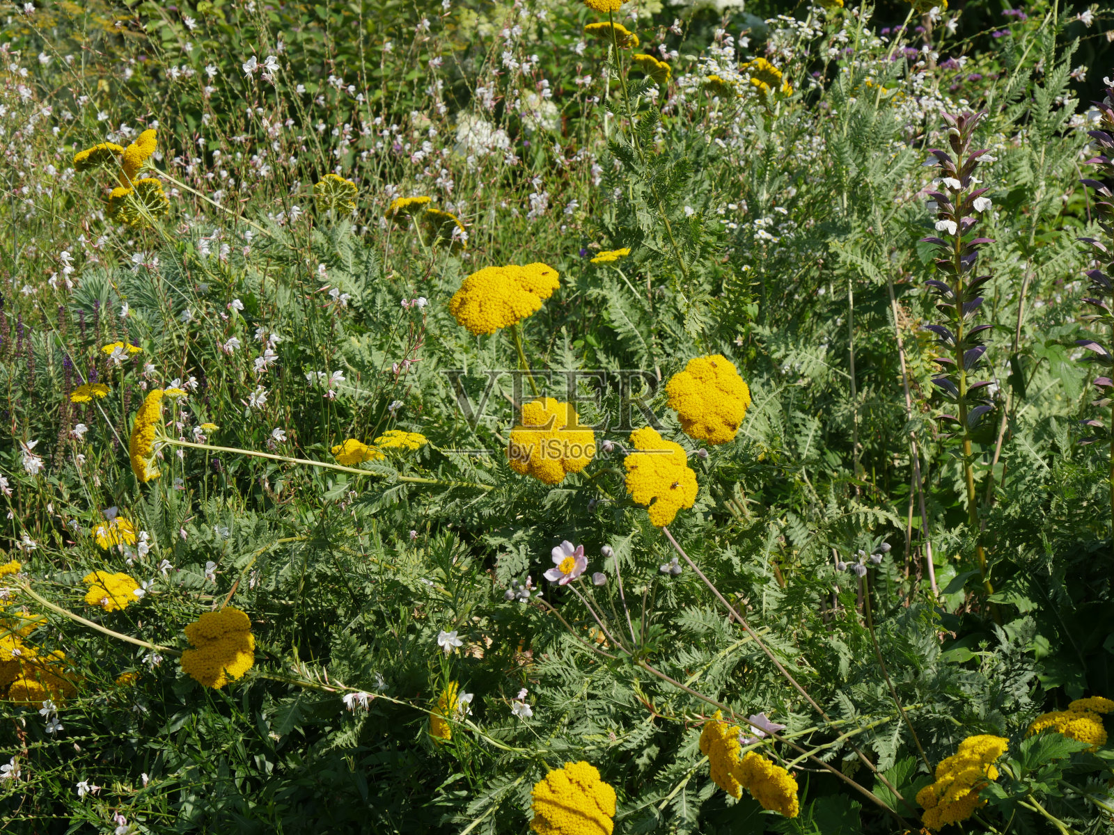 阿喀琉斯,花草地照片摄影图片