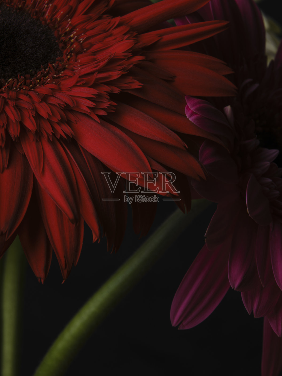 红色非洲菊花孤立在黑色背景照片摄影图片