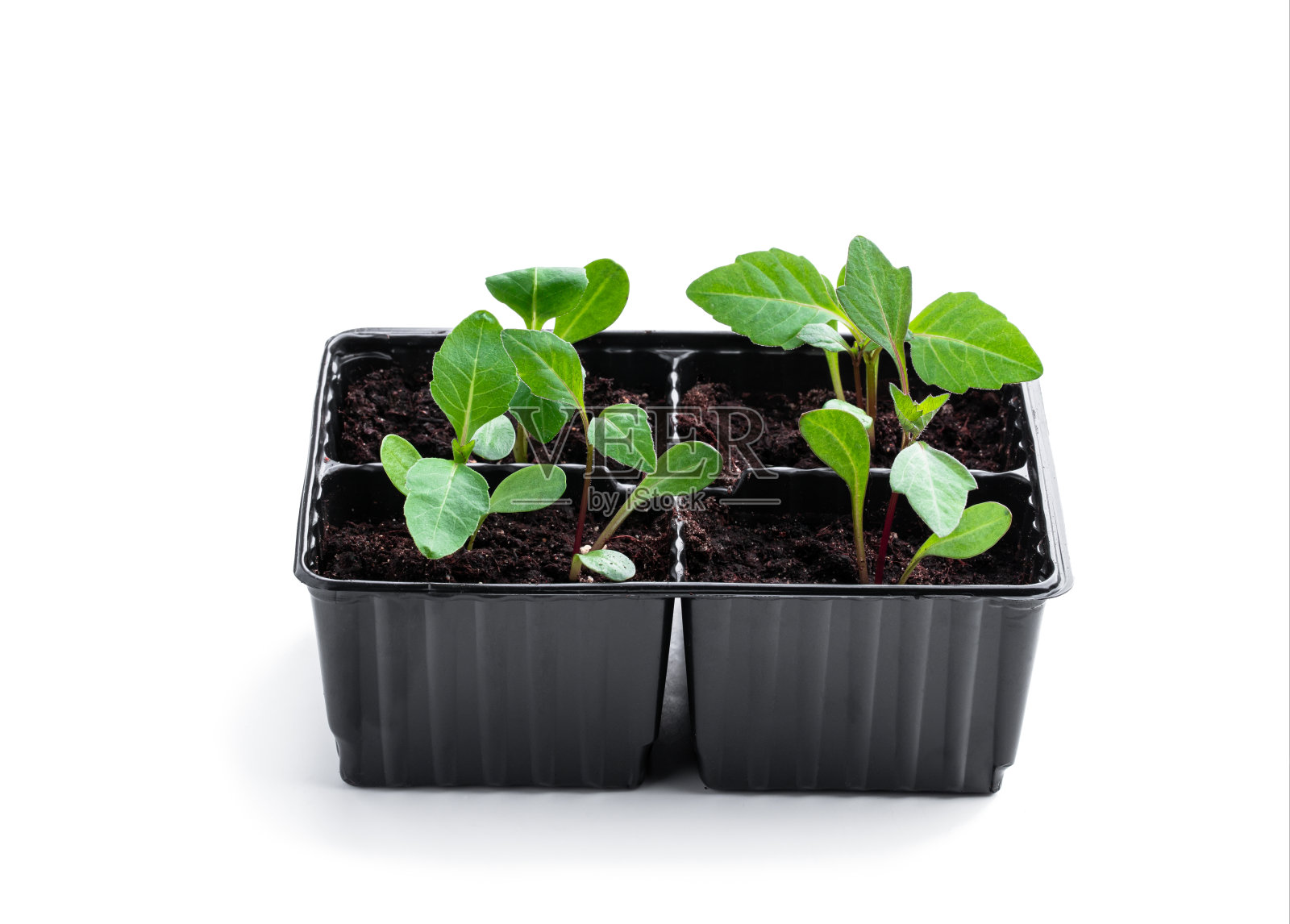 婴儿大丽花植物在可回收的塑料罐隔离在白色照片摄影图片