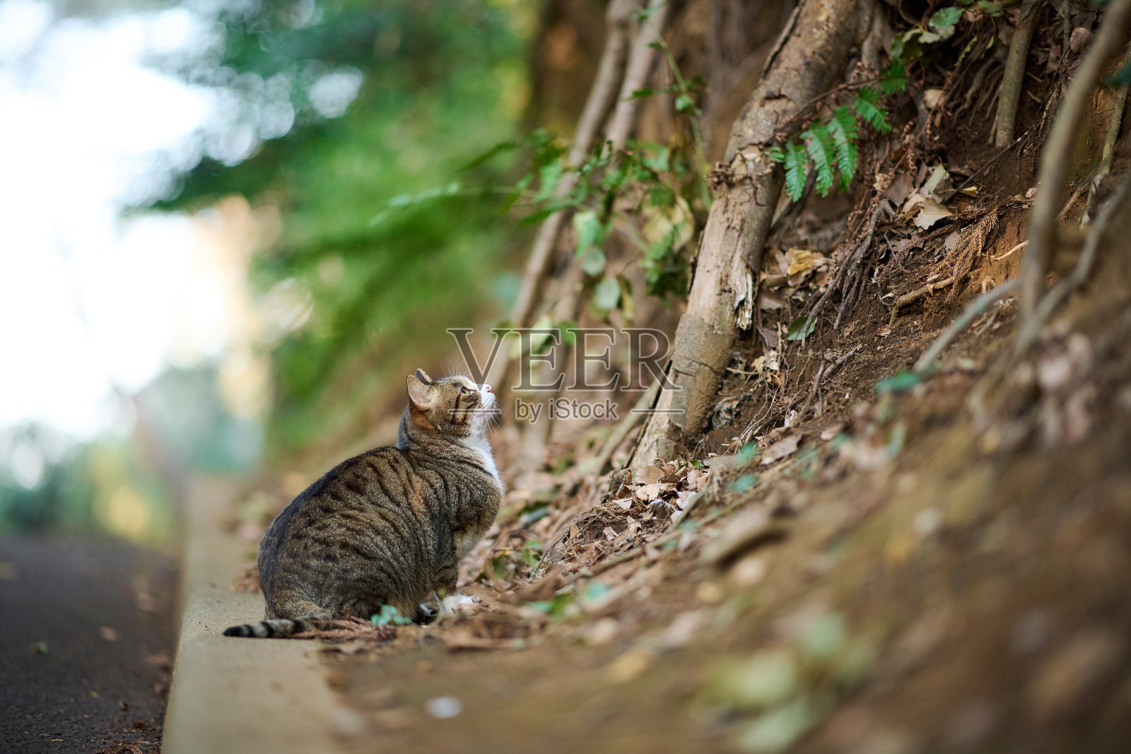 虎斑猫抬头望着树照片摄影图片