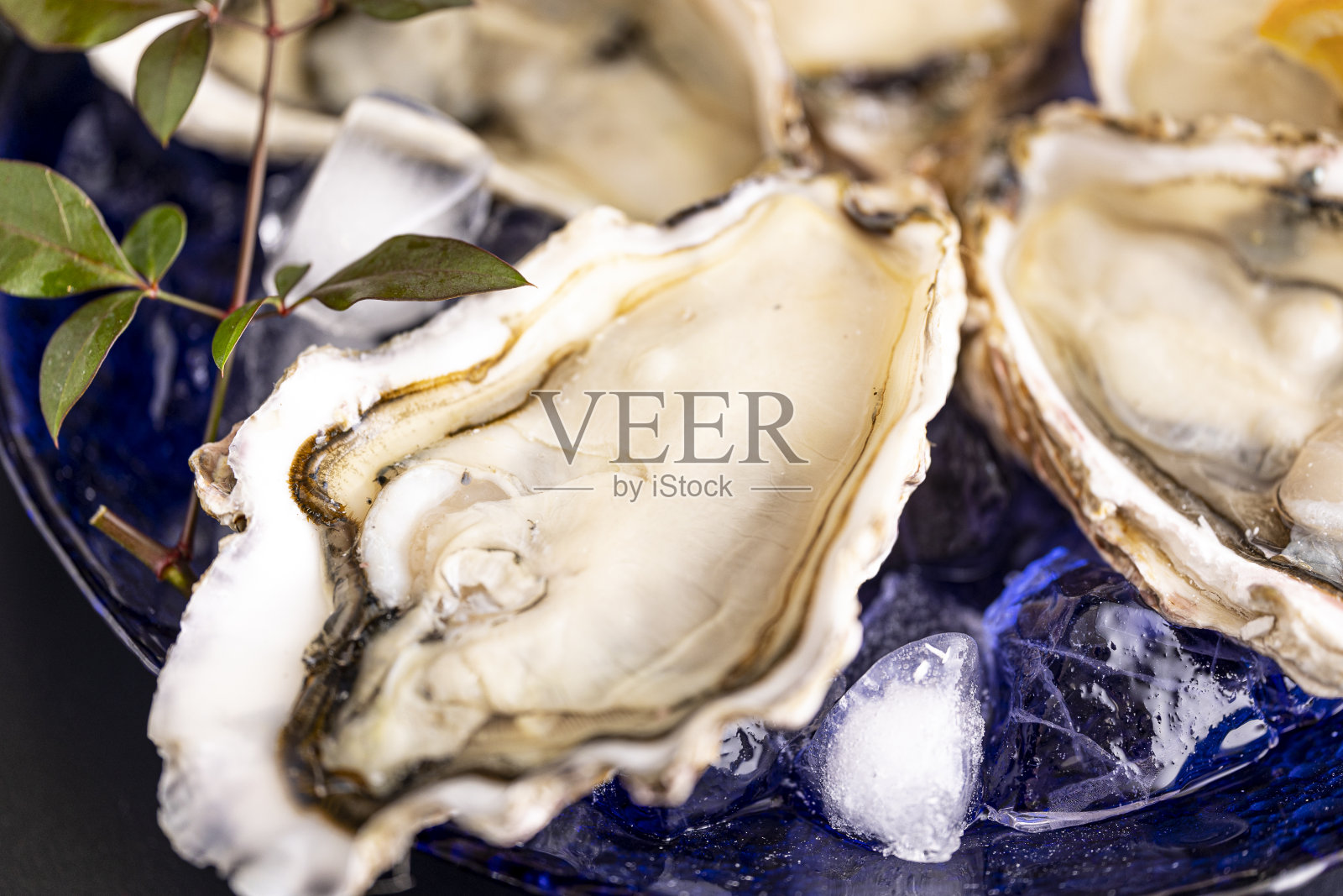 可以生吃的新鲜牡蛎,由日本厨师烹制成烤盘照片摄影图片