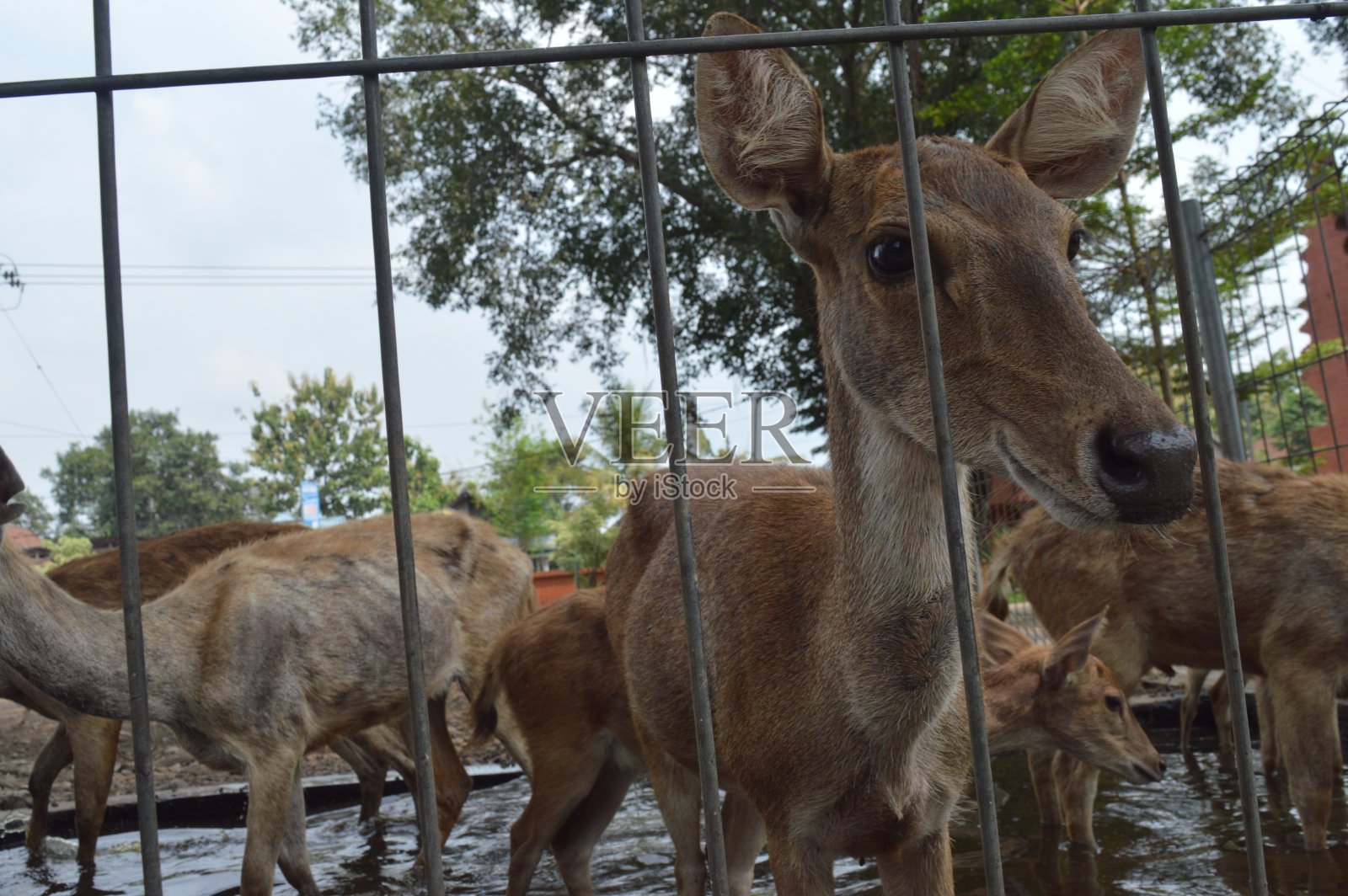 畜栏里的一群鹿照片摄影图片