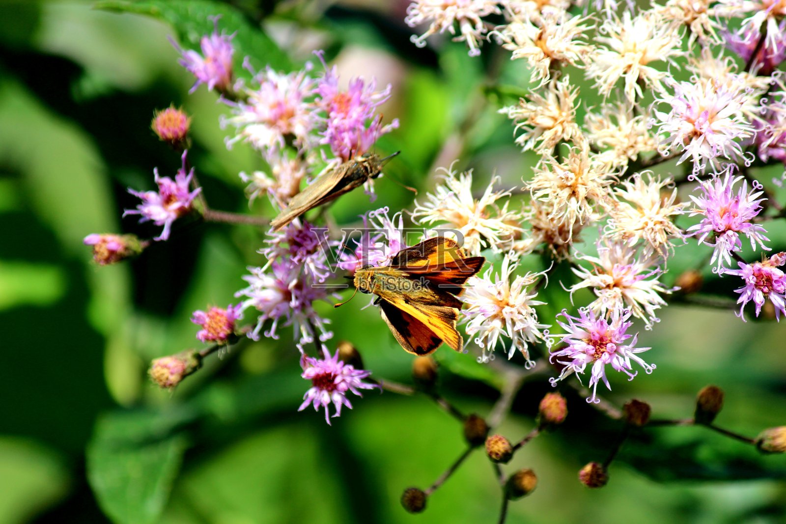 insect butterfly – rhopalocera照片摄影图片