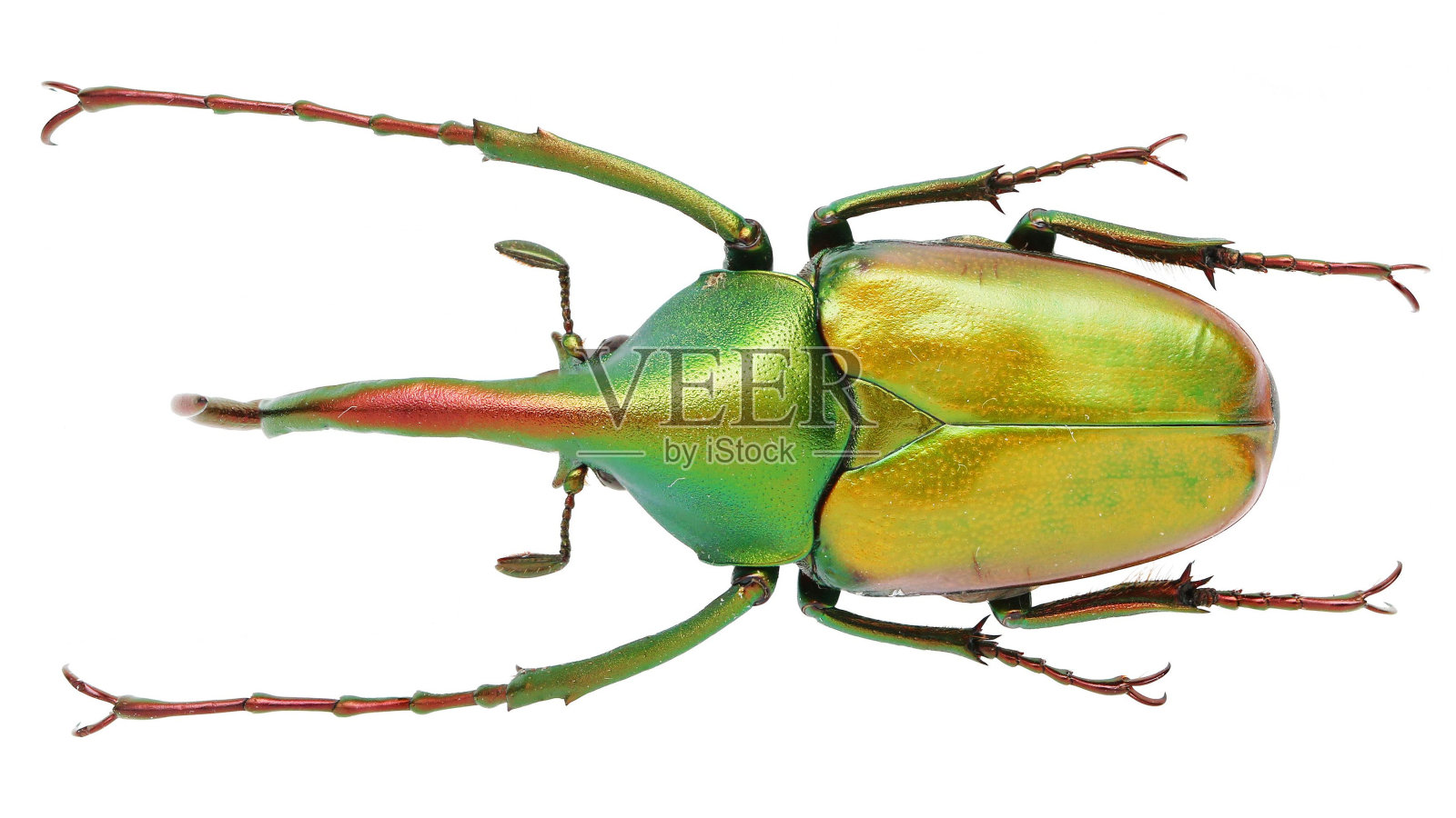 白底甲虫标本。照片摄影图片