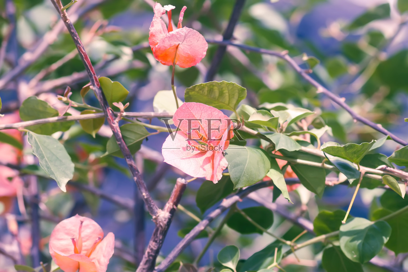 盛开的三角梅花。花的背景照片摄影图片