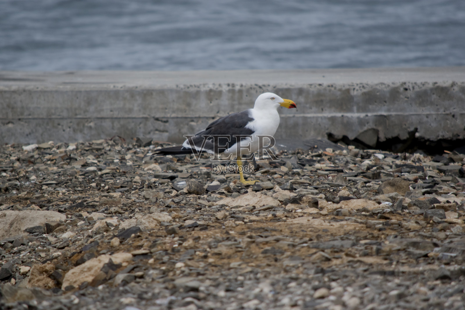 太平洋海鸥有白色的身体和头部,灰色的翅膀照片摄影图片