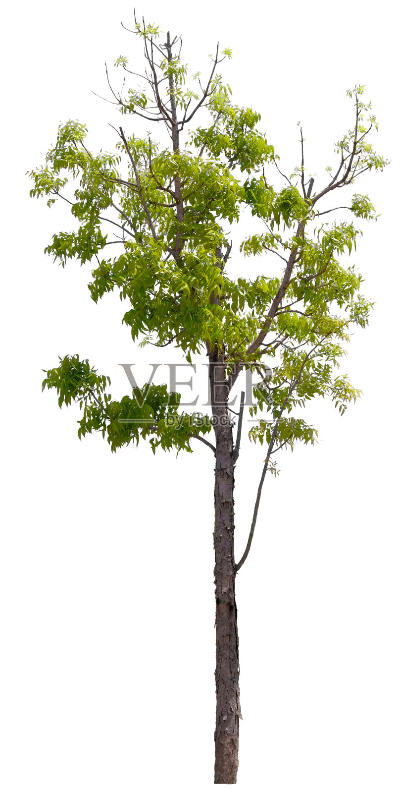 美丽的树孤立在白色的背景上。适用于建筑设计或装饰工作。用于印刷品和网站上的自然文章。照片摄影图片