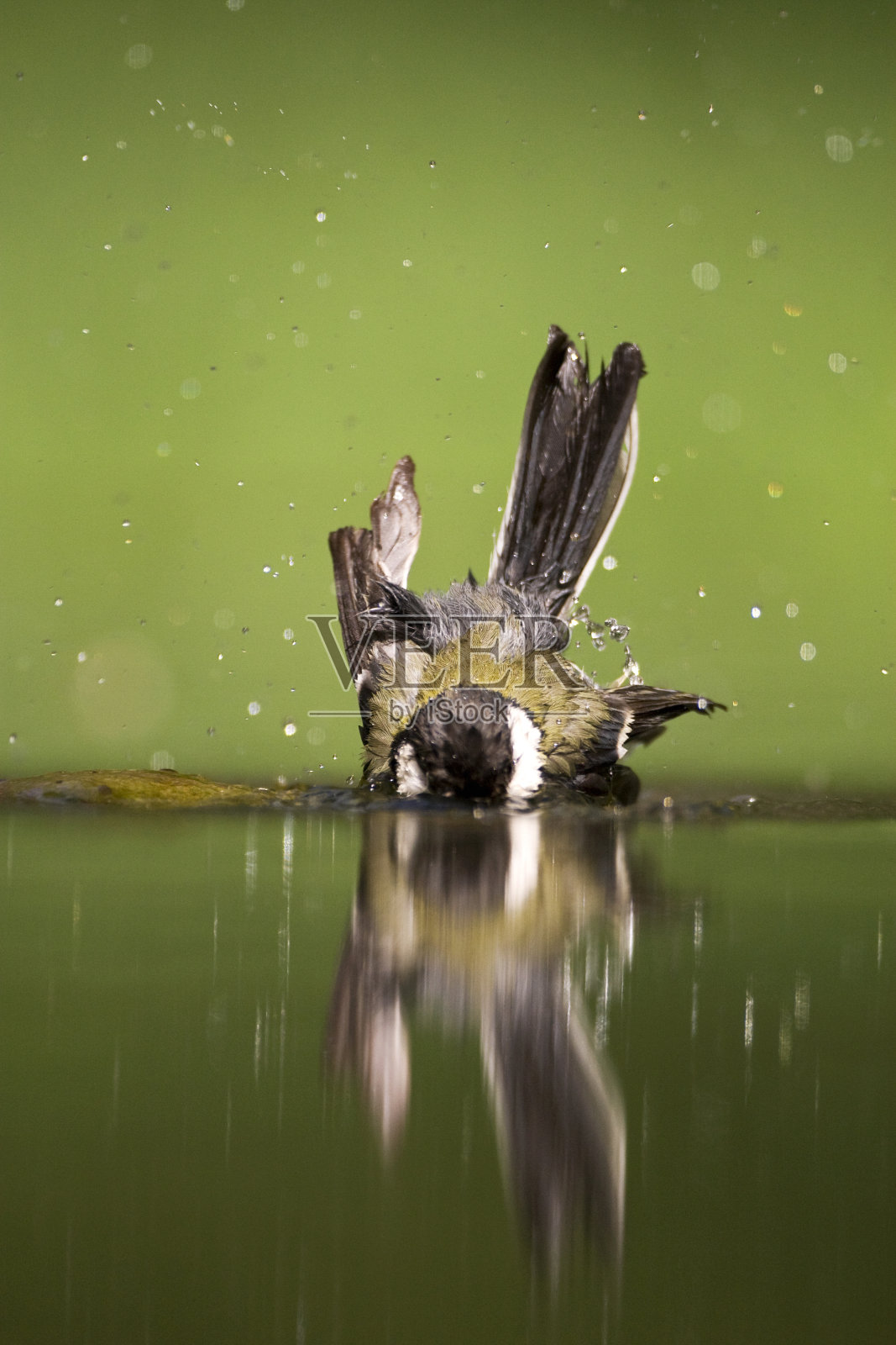 库尔米斯,大山雀,大帕鲁斯照片摄影图片