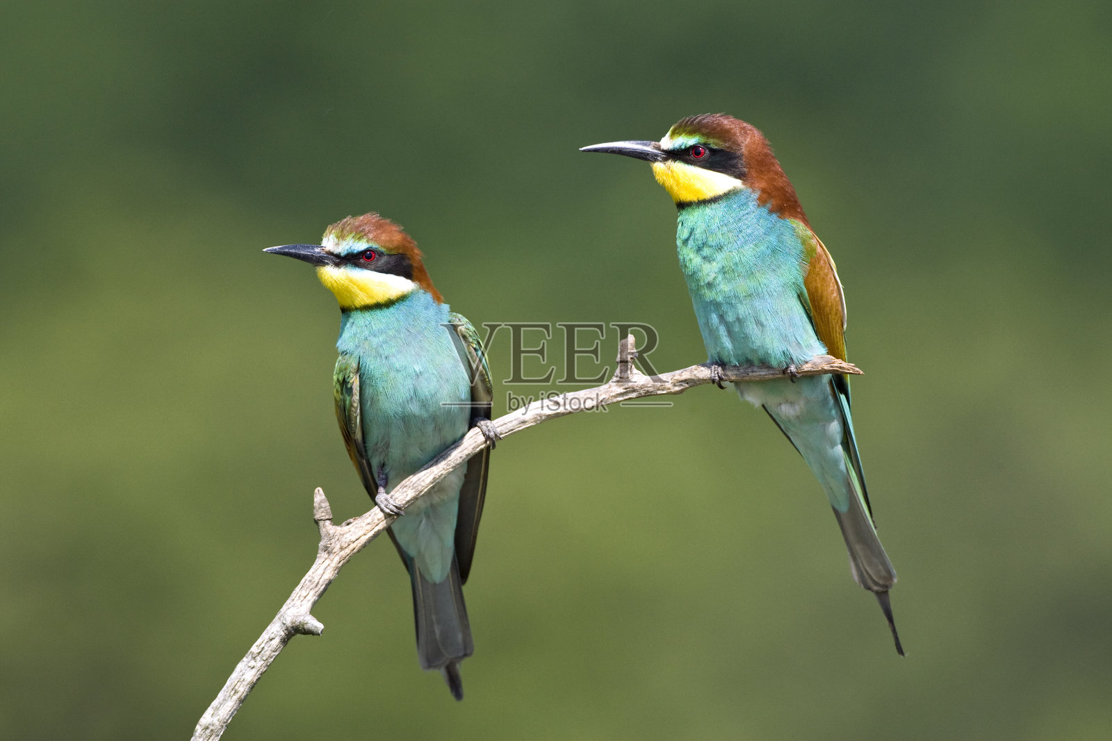 bijen醚,欧洲蜂食动物,火相食者照片摄影图片