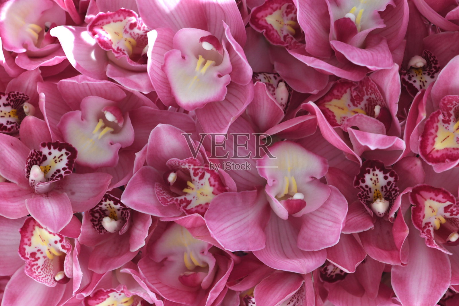 粉红色的兰花或蝴蝶兰花粉红色的兰花背景。照片摄影图片