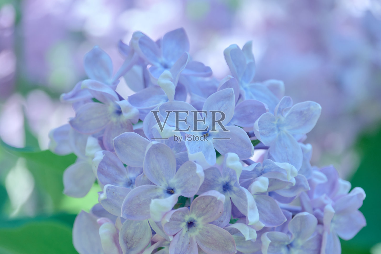 丁香花在春天的花园里盛开。照片摄影图片