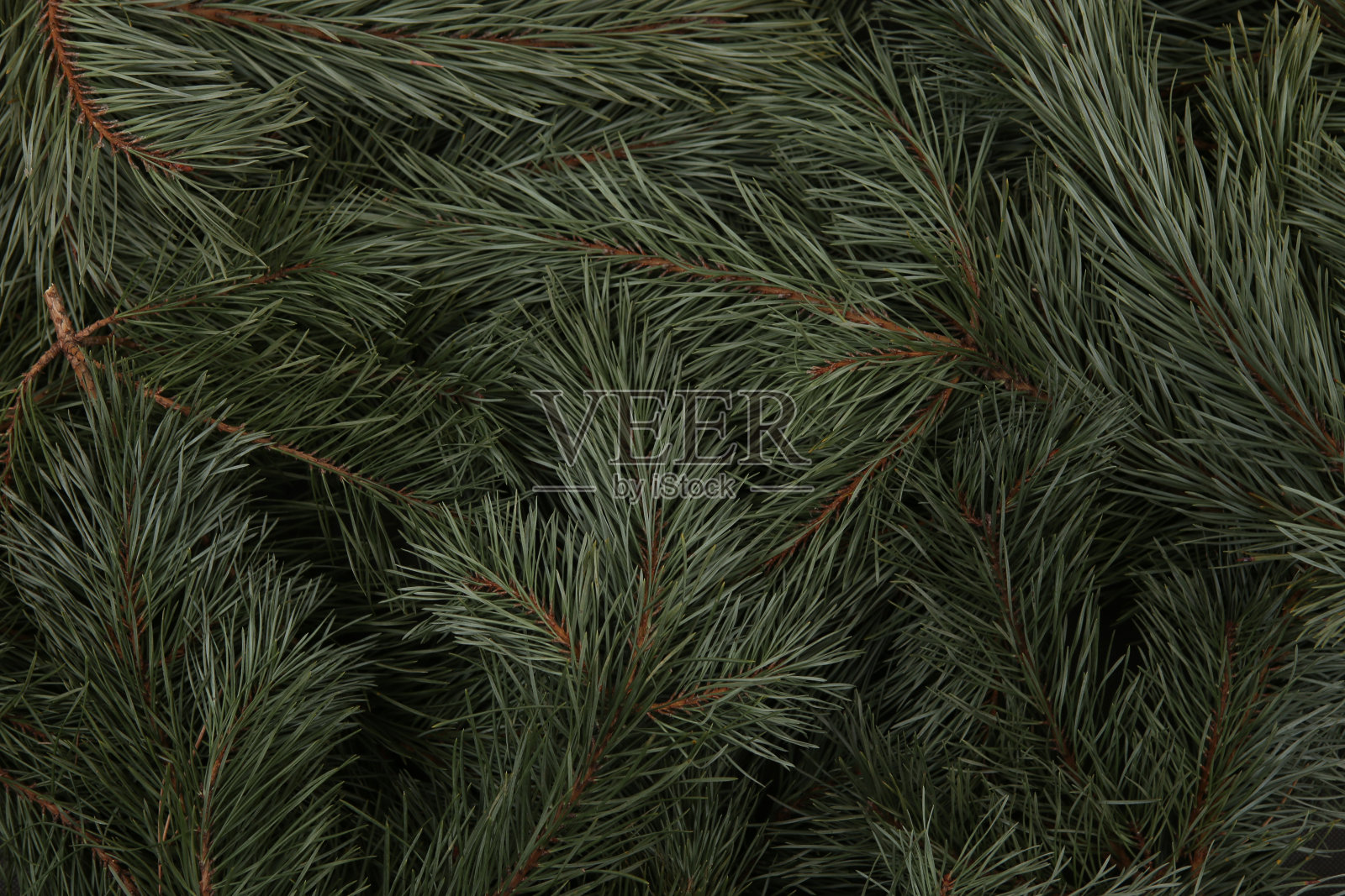 松树树枝为背景。照片摄影图片