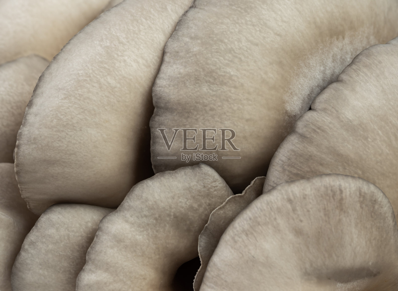 平菇帽特写照片摄影图片