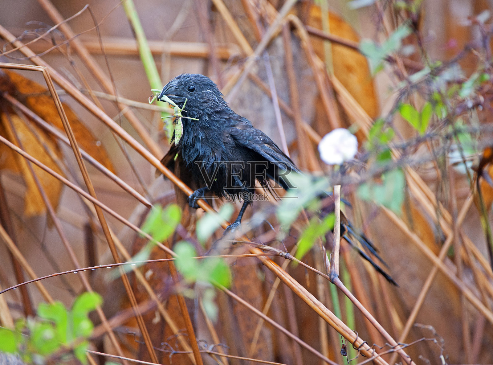 有昆虫喙的槽嘴阿尼,Humo港,哥斯达黎加照片摄影图片