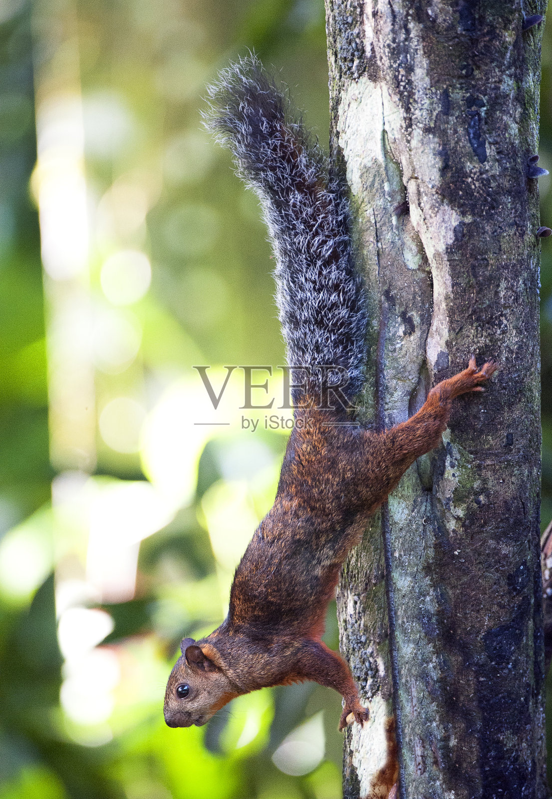 在树干上倒立的杂色松鼠,La Selva,哥斯达黎加照片摄影图片