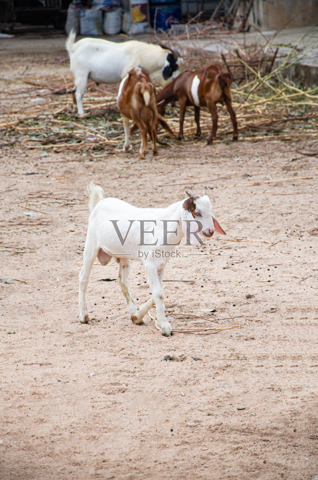 一群羊在吃东西照片摄影图片