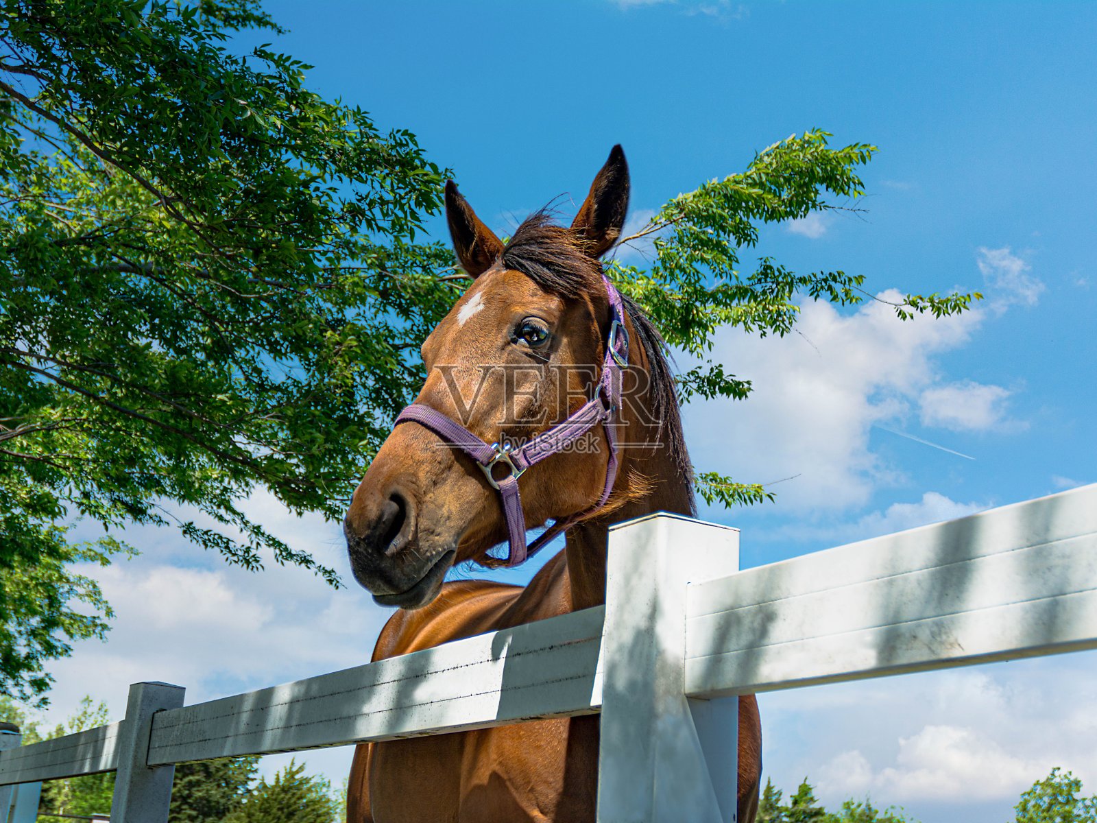一个棕色的马头在白色栅栏后面的草地上的特写镜头照片摄影图片