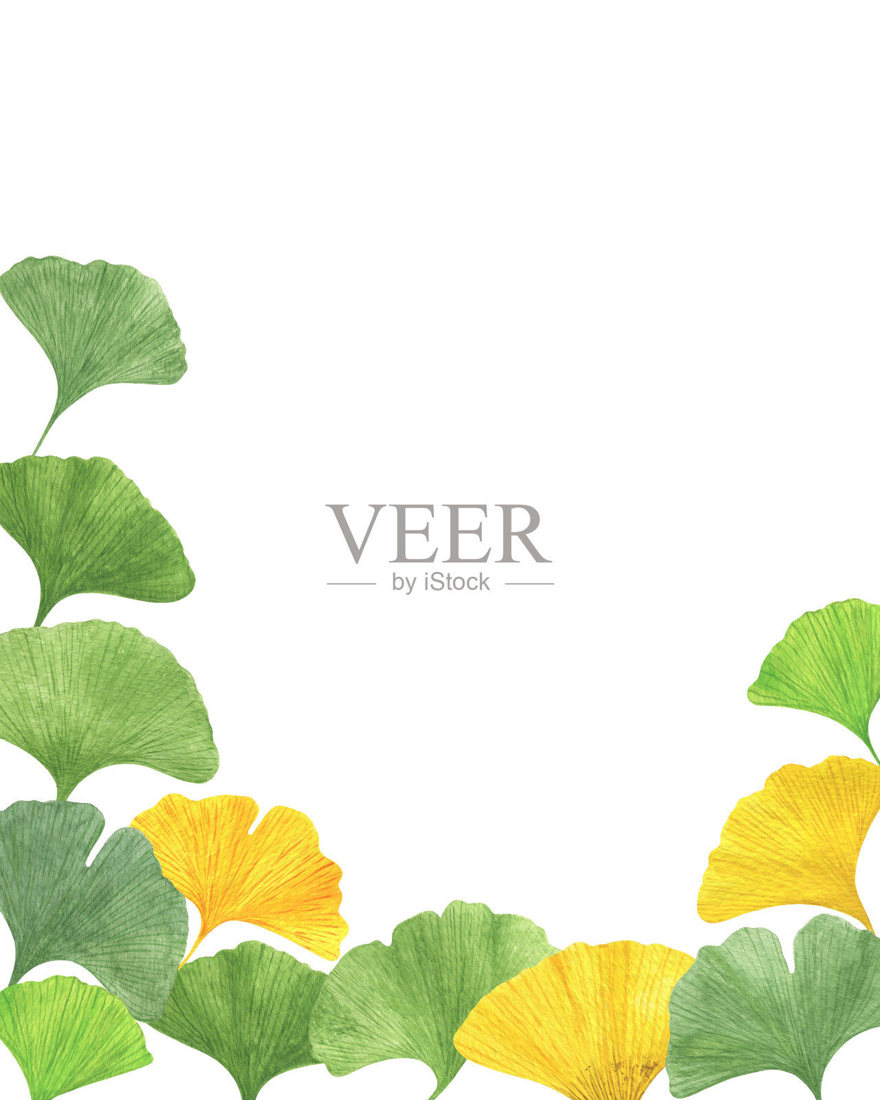 银杏叶古树扇形叶框水彩插图,银杏叶健康环保花卉有机植物概念,邀请模板,卡片,海报插画图片素材