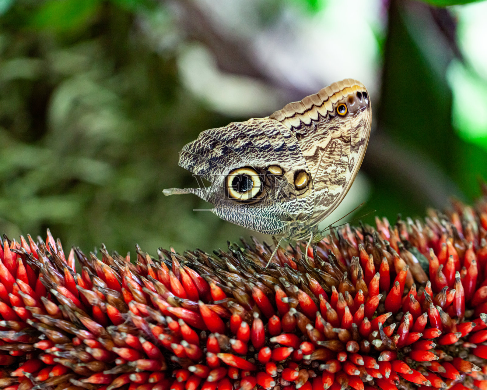 蝴蝶照片摄影图片