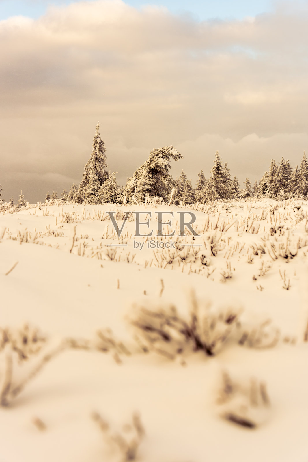 孤零零的树被雪覆盖着照片摄影图片