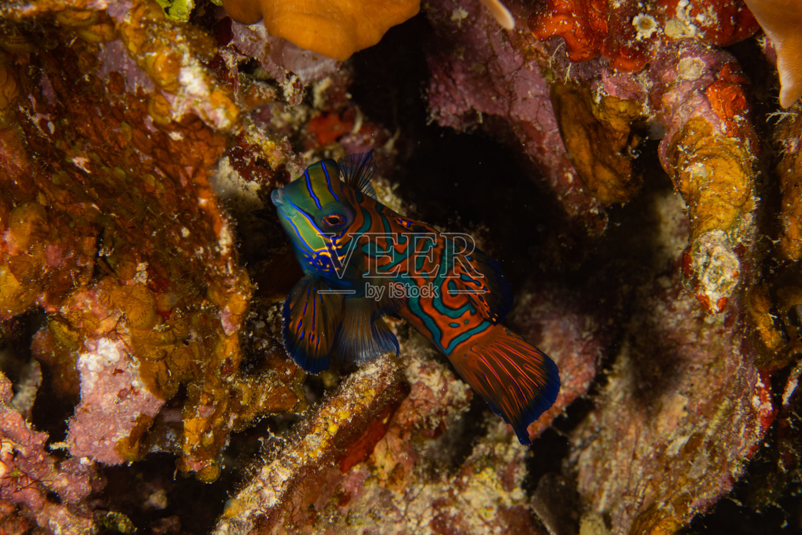 拉贾安帕的麒麟鱼照片摄影图片