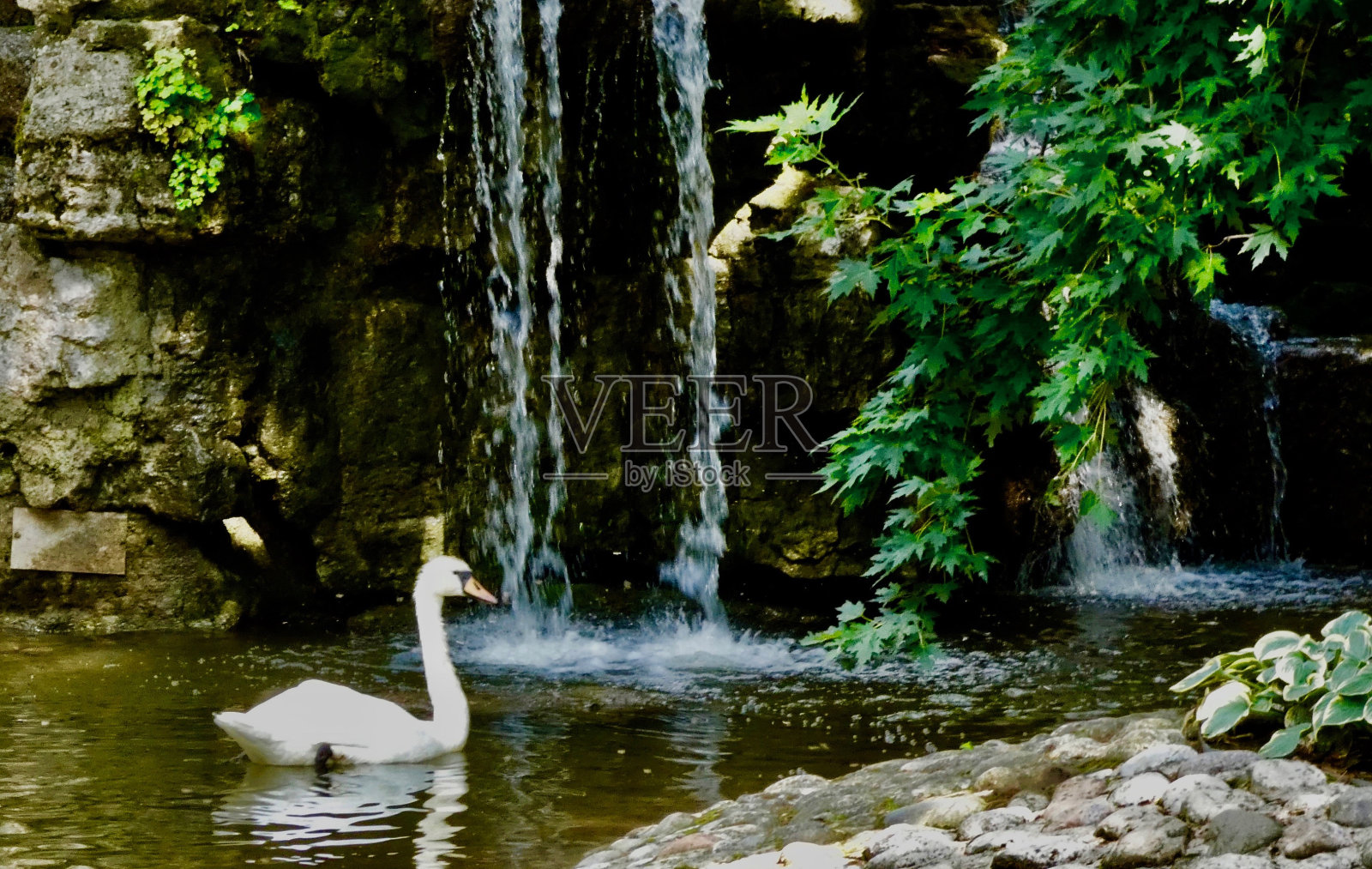 瀑布中罕见的疣鼻天鹅照片摄影图片