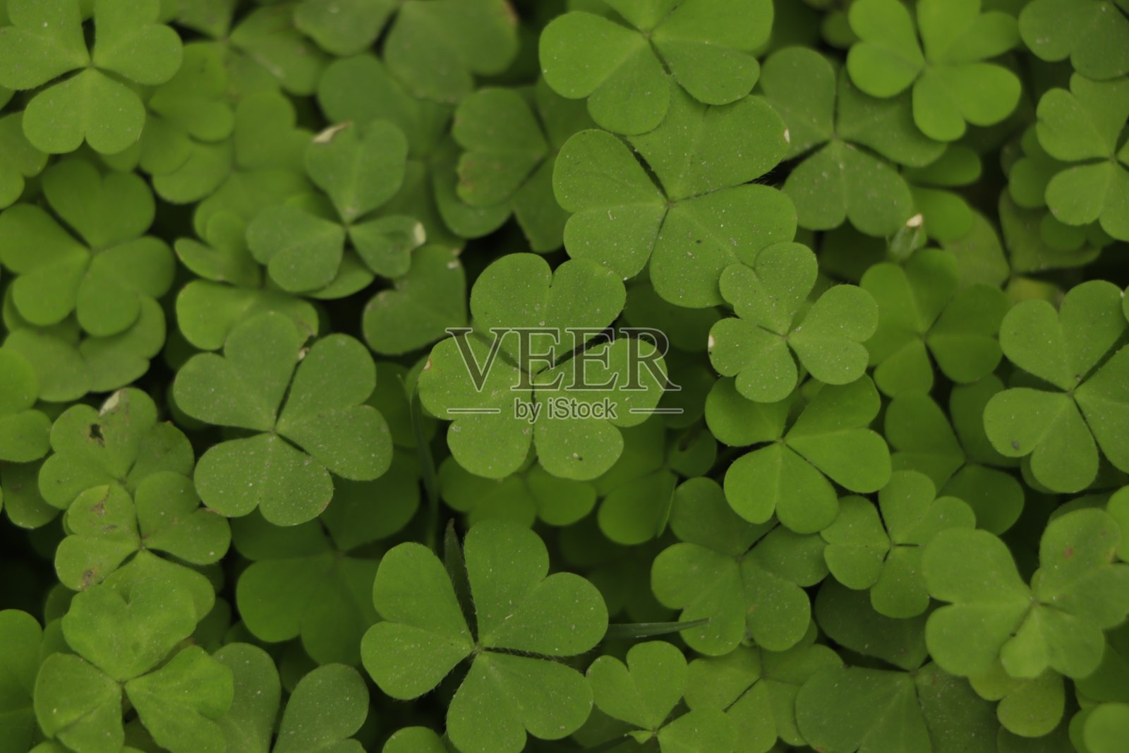小绿三叶草图案背景,照片摄影图片