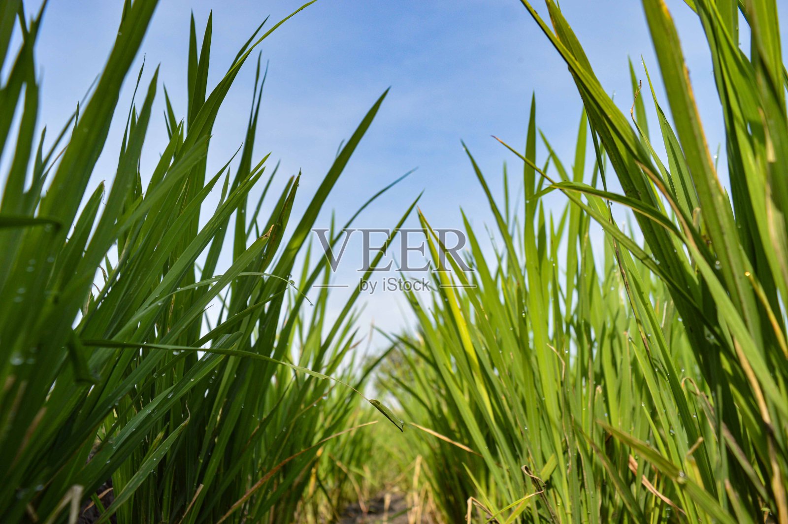 大稻田里的谷粒照片摄影图片