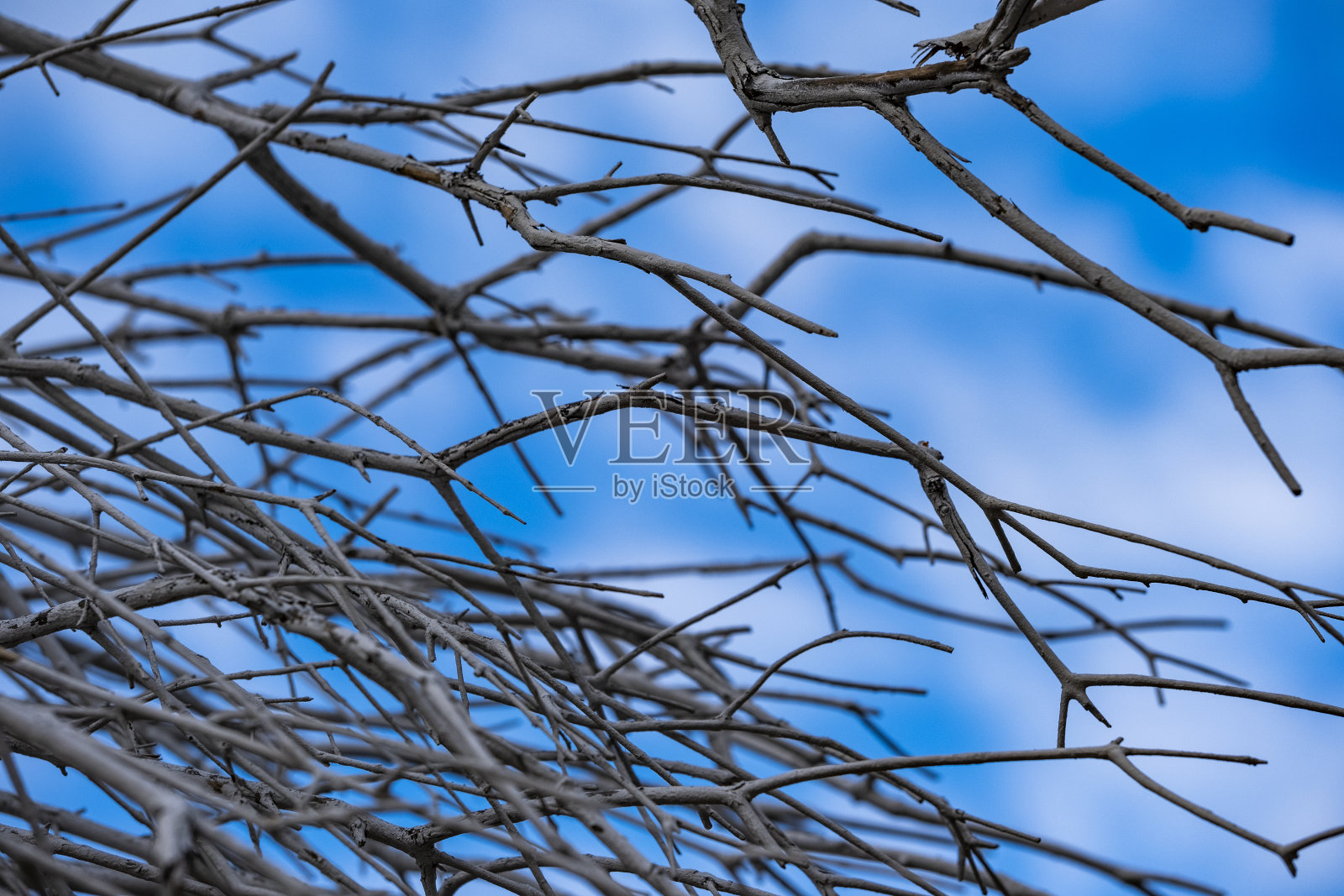 干燥的树枝蓝天,特写照片摄影图片