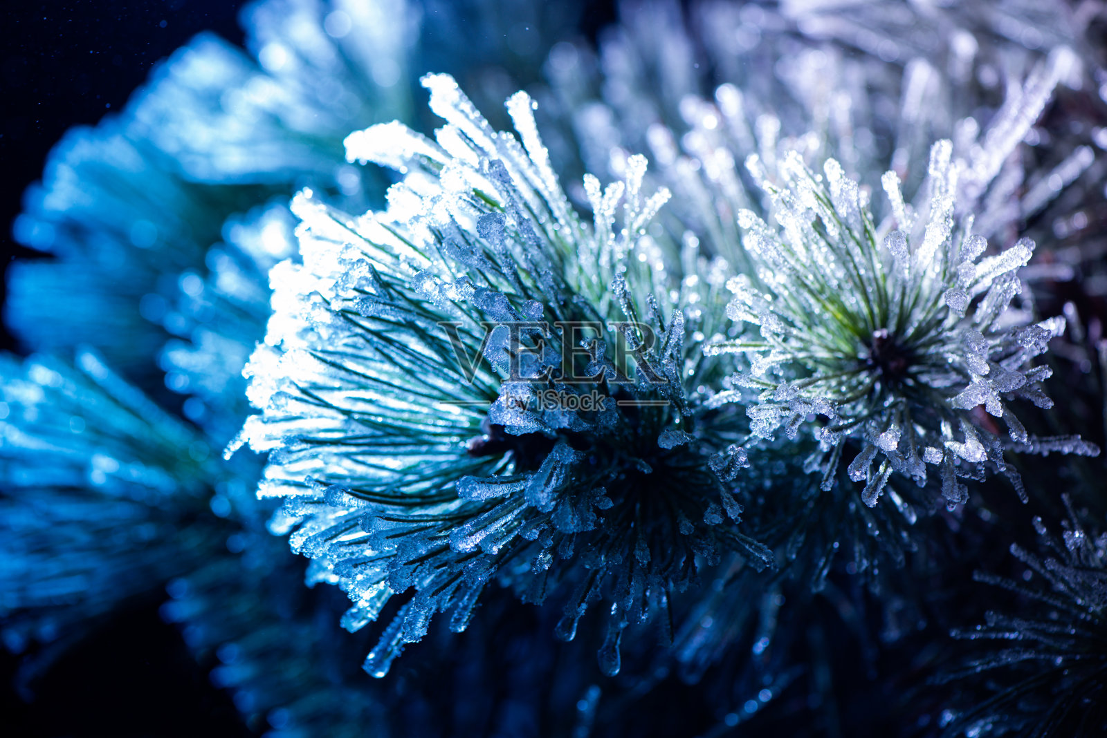 冰冻的针在彩色的光中照片摄影图片