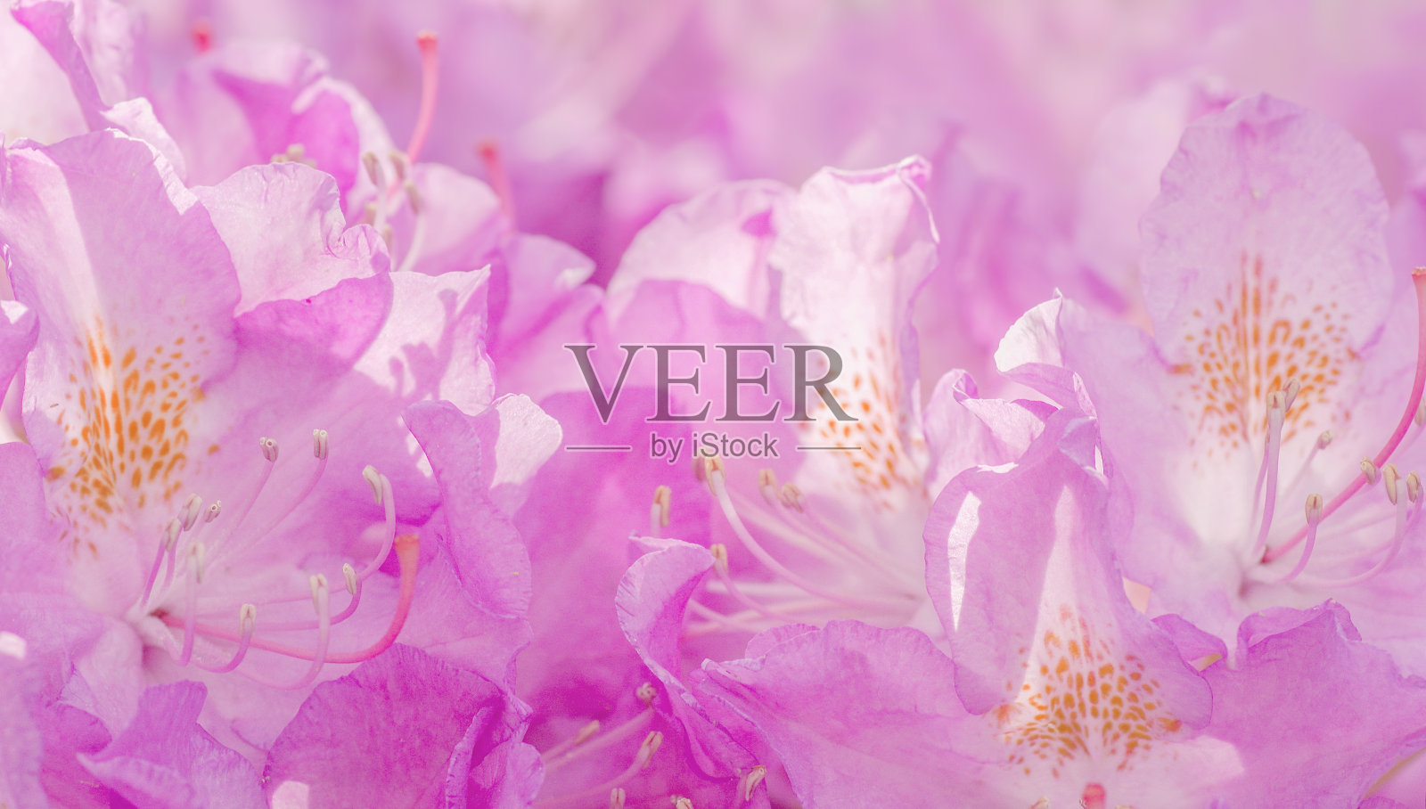 杜鹃花,春暖花开。花的背景照片摄影图片