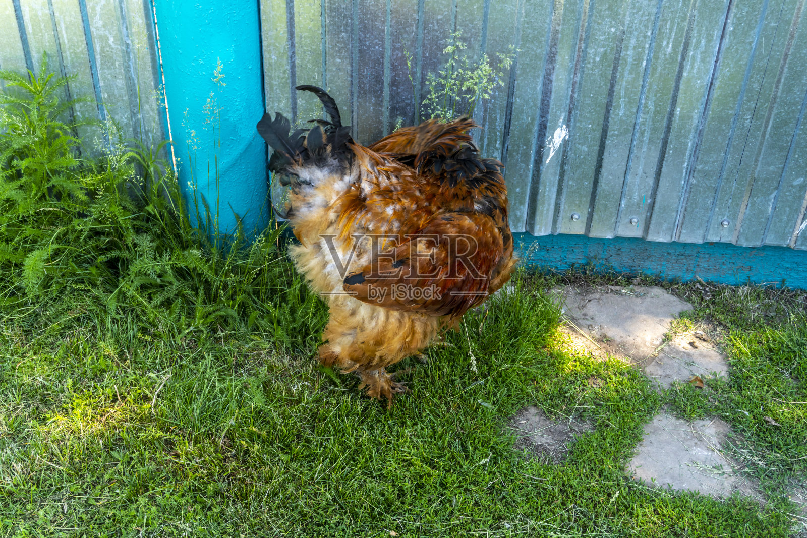 鸡和公鸡在村子的院子外走在草上照片摄影图片