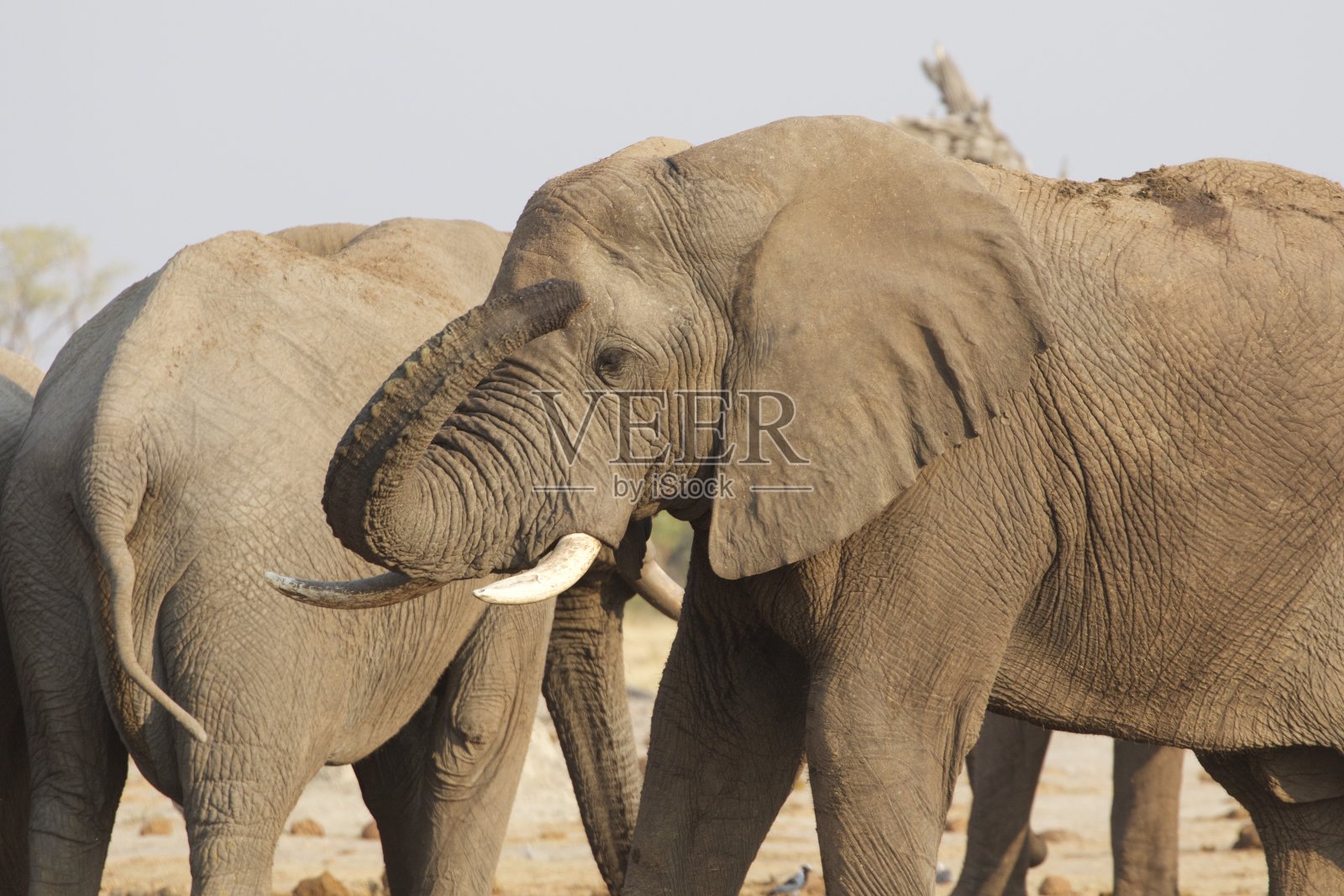 博茨瓦纳乔贝国家公园,一头长着大象牙的非洲大象进入萨乌蒂地区的野外照片摄影图片
