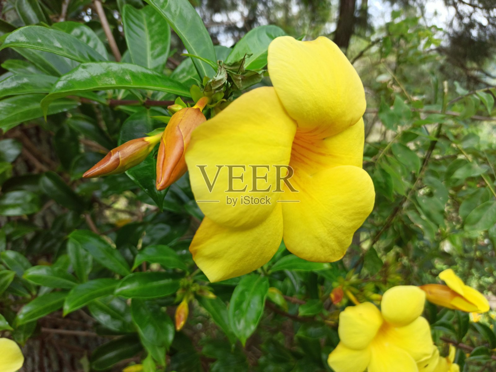 野外黄花的美丽照片摄影图片