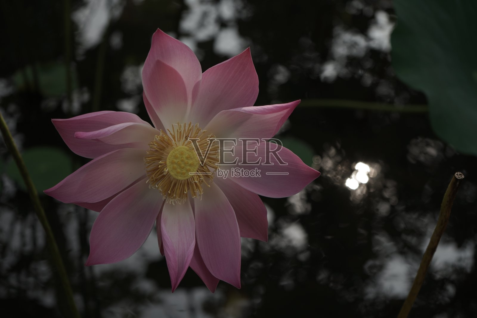 粉红色的花照片摄影图片