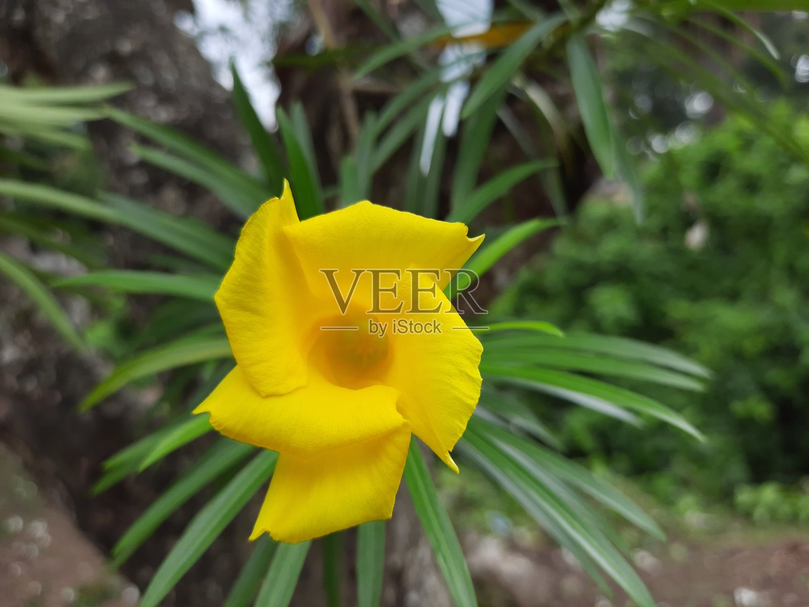 黄色夹竹桃花。黄花,黄花。美丽的黄色花朵。自然的花朵。照片摄影图片