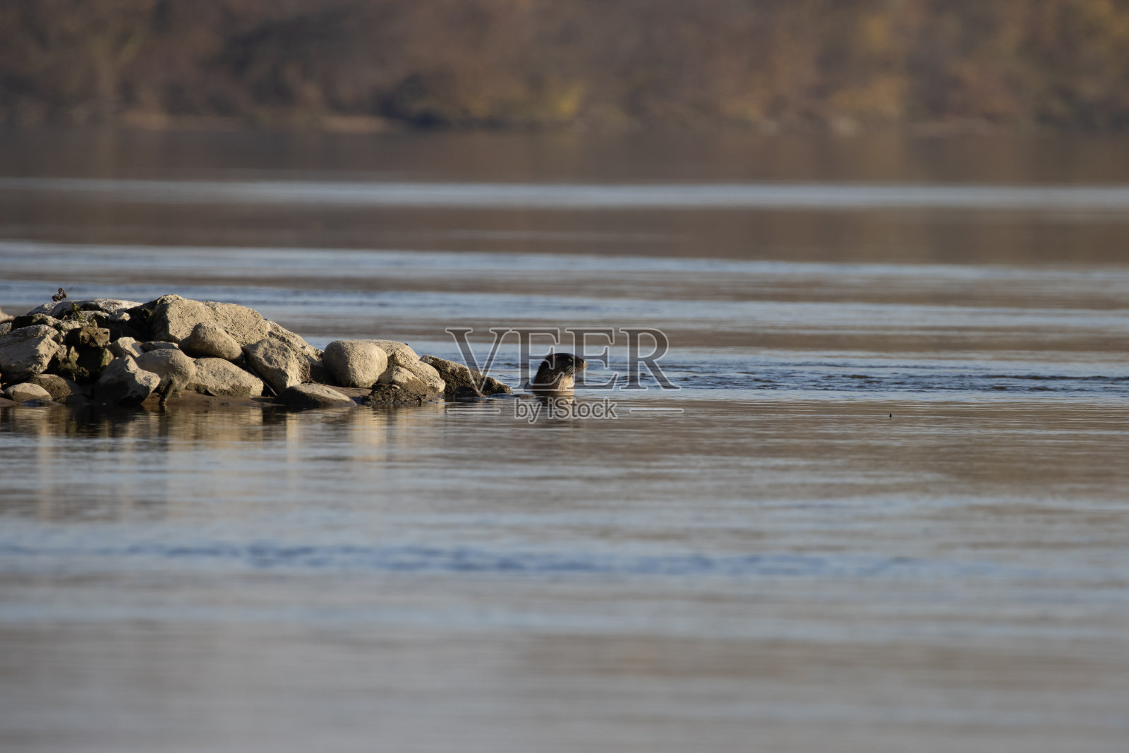 欧洲水獭照片摄影图片