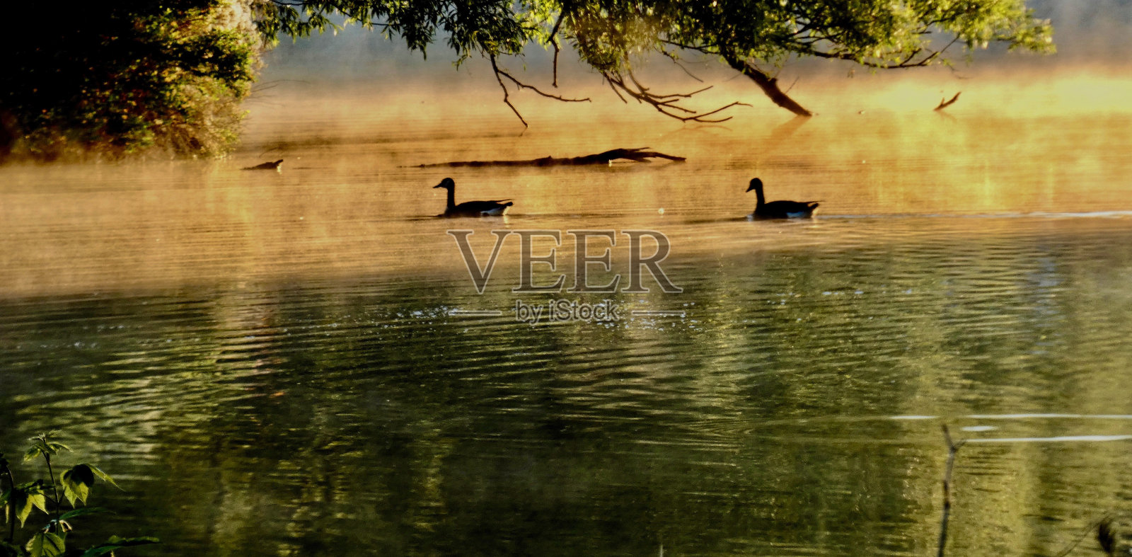 暖暖的春天,日出时分,加拿大鹅在雾气蒙蒙的河上照片摄影图片