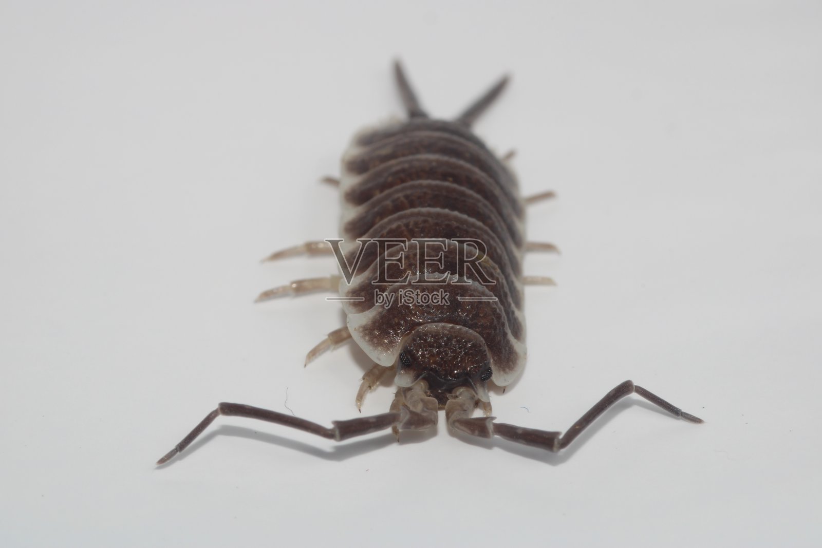 波尔切利奥·霍夫曼塞吉前视图照片摄影图片