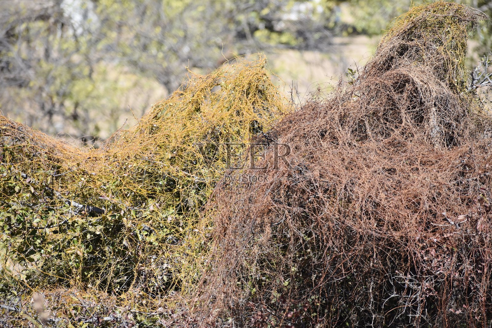 在森林里照片摄影图片