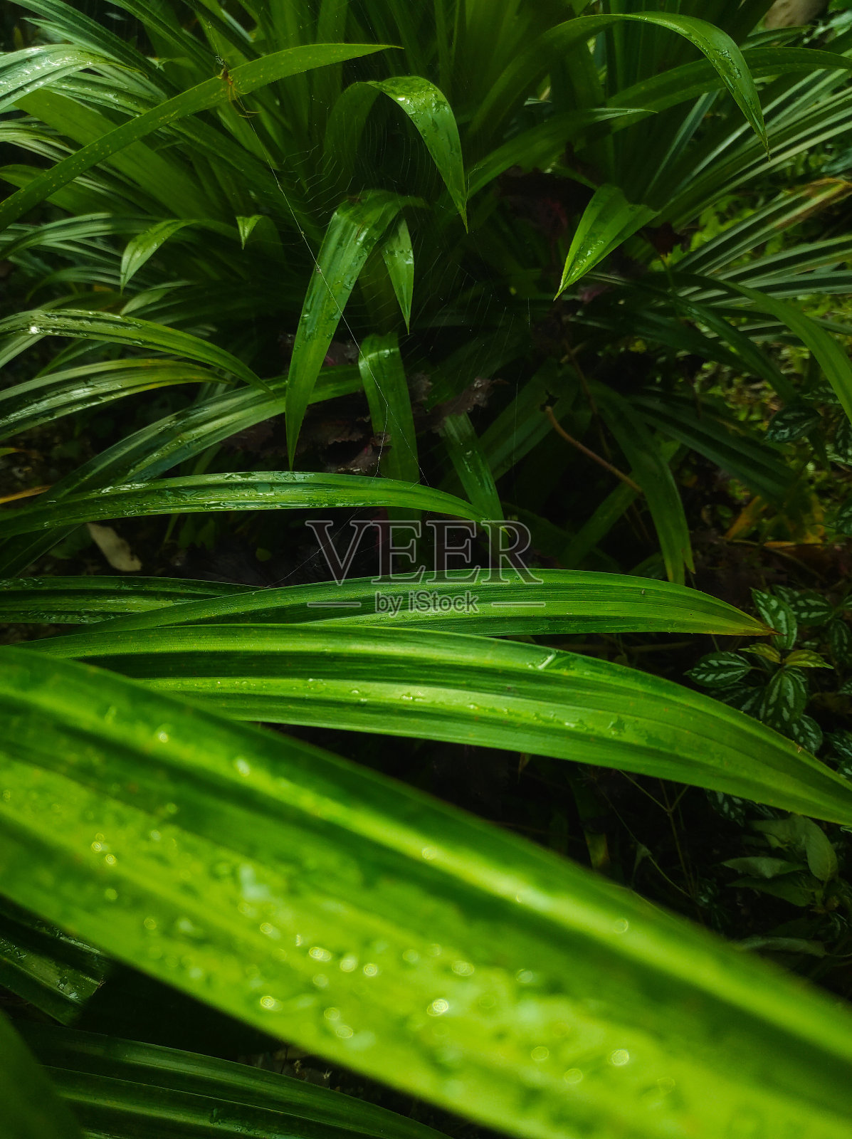 雨后的绿叶照片摄影图片