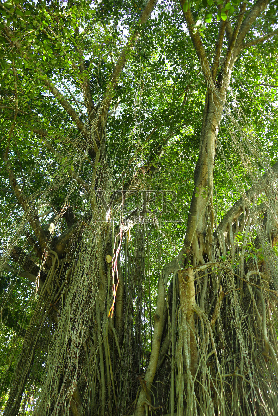底观高大的老榕树在。清晨,榕树的低角度拍摄照片摄影图片